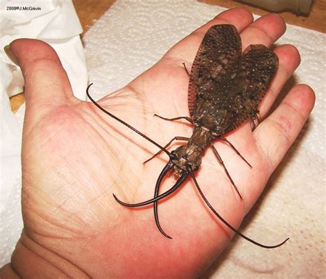 Dobsonfly All You Need To Know Whats That Bug