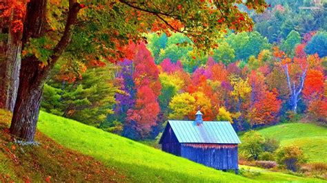 Free Photo Colorful Forest Colorful Colors Forest Free Download