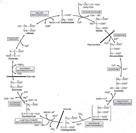 Enzim Yang Berperan Dalam Siklus Krebs