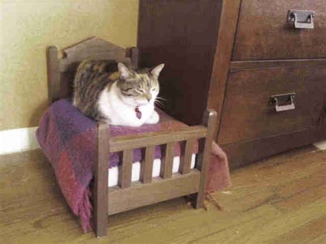 19 Cats Who Understand Doll Beds Were Invented Just For Them The Dodo