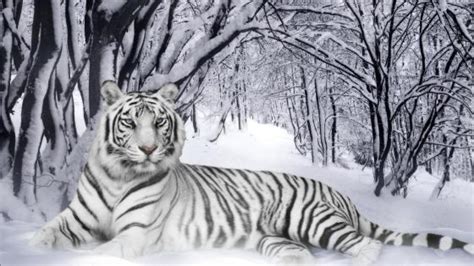 白虎丛林中奔跑的孟加拉虎帅气高清壁纸 1920x1080 2K动物高清壁纸 壁纸之家