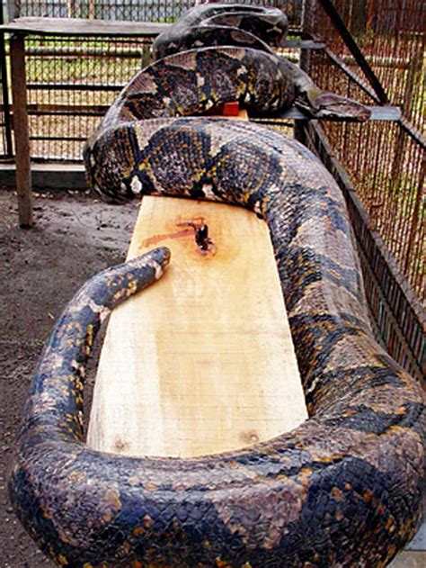 burmese python top  real life monsters time