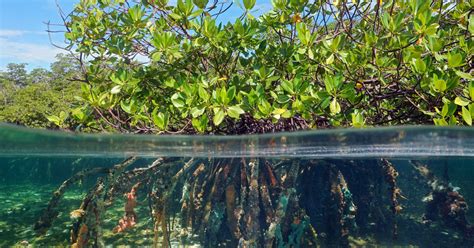 La Protection Des Mangroves Un L Ment Cl De La Lutte Contre Le D R Glement Climatique