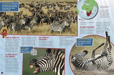 The zebras that live in zoos comparatively have a larger life span as that of those that live wildly on their own. Why Do Zebras Have Stripes? - NWF | Ranger Rick