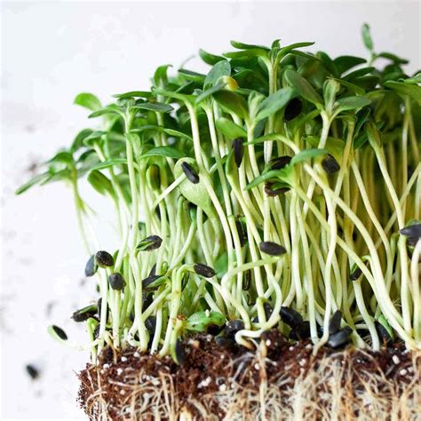 Grow Your Own Sprouts The Complete Guide Happy Simple Living