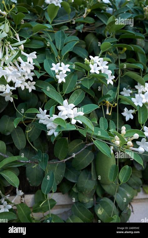 White Flowers Of Stephanotis Floribunda Plant Stock Photo Alamy