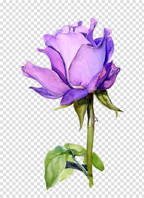Purple Roses Clip Art Watercolor Flowers Clipart Floral Etsy