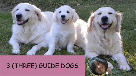 🍐 Guide Dogs And Numbers Youtube