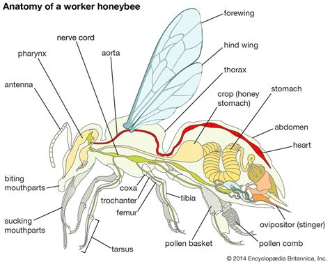 Wasp Anatomy