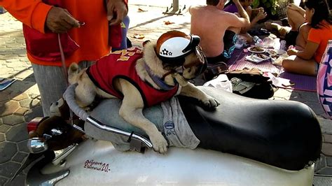Funny Dog Thailand Pattaya Jomtien Beach Youtube