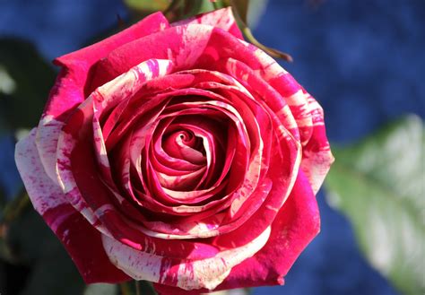 Free Photo Fresh Rose Blooming Bouquet Flower Free Download Jooinn