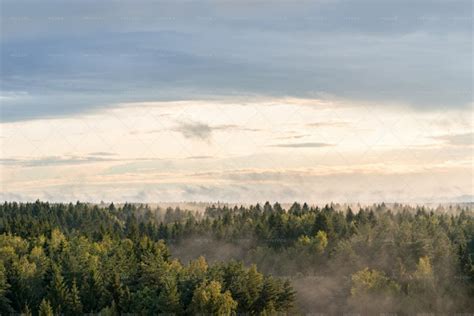 Foggy Wood Stock Photos Motion Array