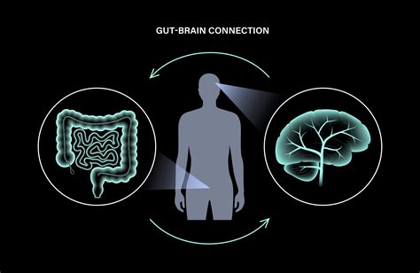 Microbiota Gut Brain Axisdiet Mental Health Relationship Mgba Dmhr