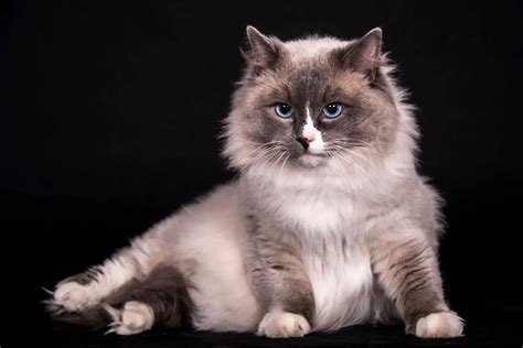 Ragdoll Siamese Cat Personality Explained Ragdoll Care