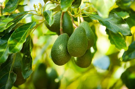 If you're low on space and want an avocado tree, this variety might be for you. How to Grow an Avocado Tree - Southern Living