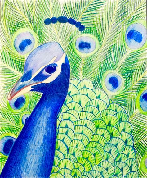Peacock Drawing Colored Pencil Bright Peacock Drawing Colored