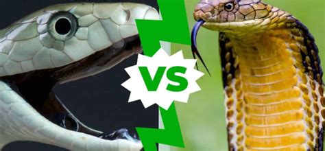 Learn All About Black Mamba Vs King Cobra Whats The Difference