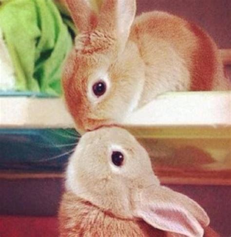 Bunnies Kissing Cute Animals Kissing Cute Funny Animals Animals And