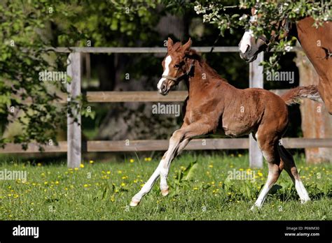 Foal Spring Galloping Hi Res Stock Photography And Images Alamy