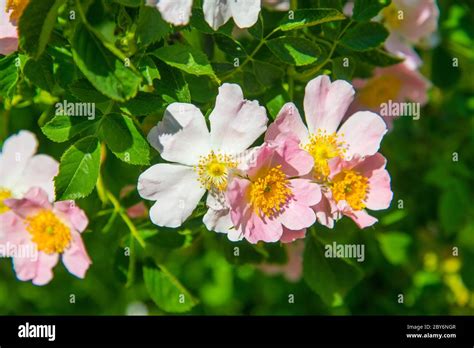 Wild Rose Flowers Stock Photo Alamy
