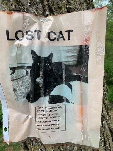 Please Has Anyone Seen A Lost Black Cat Heritage Landing
