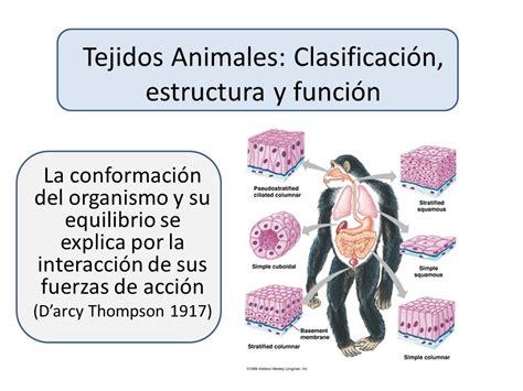 El Tejido Es Un Nivel De Organización De La Materia Por Encima Del