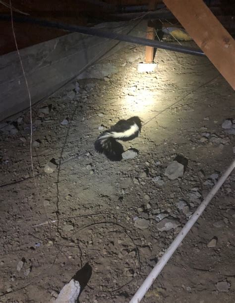 Skunks Digging Under Your Home Advanced Animal Removal