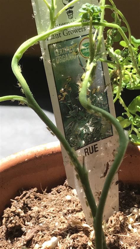 They are brown, and they dont fly, they may walk or mights have tiny legs like a catipilar. What are these tiny little green bugs on my plant and is ...