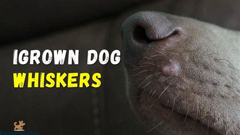 Ingrown Dog Whisker Causes Treatment And Prevention Vet Answers
