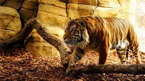 Wallpapers Tiger Wallpaper Cave