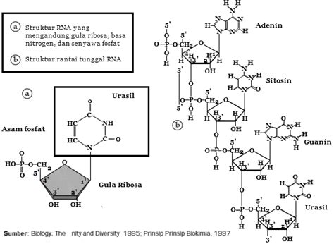 Struktur Dan Jenis Ribonucleic Acid Rna Manfaat Dan Tips