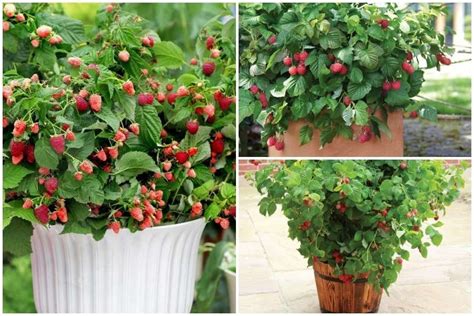 Famous Container Gardening Raspberries References Atelieartemae