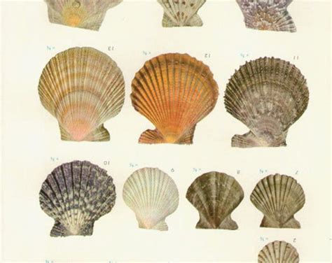 Vintage Sea Shells Print 50 Antique Lithograph Etsy