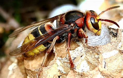 Pests can put your family and home at risk, which is why proper elimination is important. Heritage Pest Control's Blog | Servicing Northern NJ