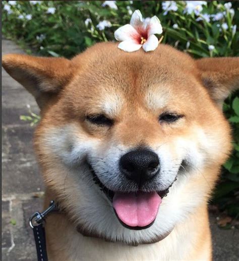 With the risk of their sensitive dog. Shiba Inu Berry loves to be beautiful! Doge Shibe | Cute ...