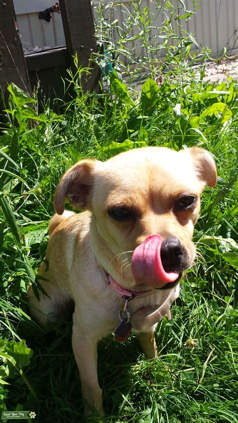 Calculating your dog's true age in dog years requires some pretty intense math, but the reward is being able to know how far along in their life your in dog years. Stud Dog - 2 year old dog in heat. - Breed Your Dog