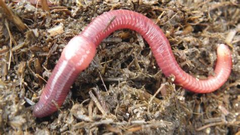 They are but one type of organism in the soil that turn waste into black gold or rich soil. All worms are not equal: here's how to identify the ones ...