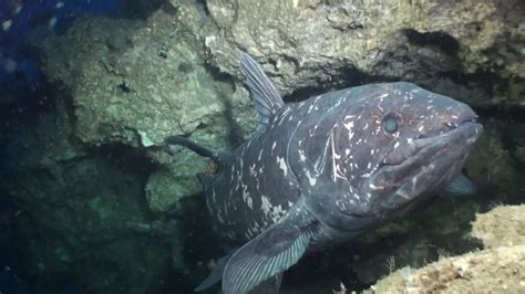 Facts About Coelacanth Living Fossils Of The Sea Science Facts