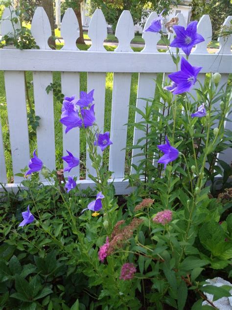 Get free custom quotes customer reviews, prices, contact details, ⌚ opening hours from.sunsmile flowers & gifts. Balloon Flower | MY GARDEN | Pinterest | Balloon flowers ...