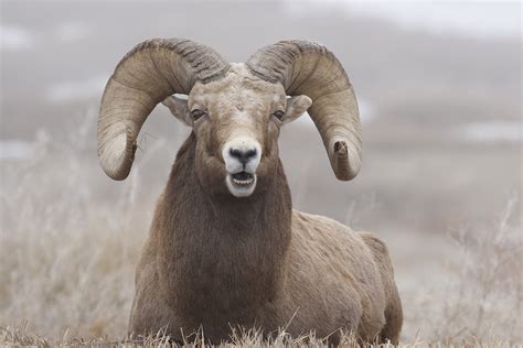 Big Horn Sheep Ram Showing His Teeth Thru Our Eyes Photography