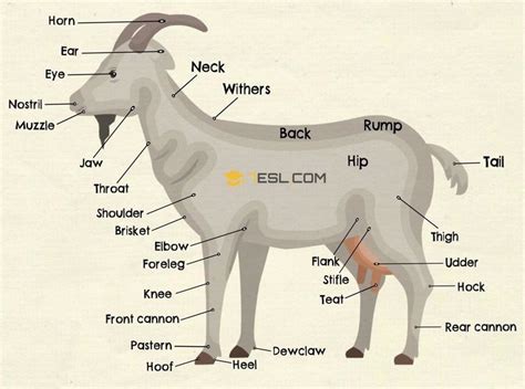 The Parts Of A Goat Are Labeled In This Graphic Above It S Name And Description