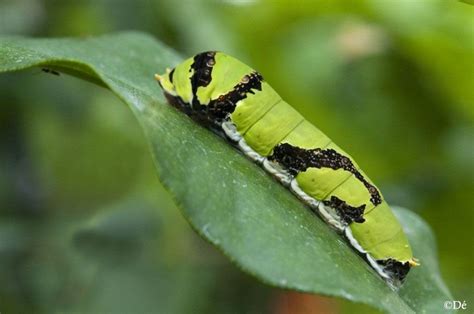Not that many people like caterpillars, but, in my opinion, they are adorable with their round faces and tiny limbs). Green caterpillar | My pictures, Animals, Pics