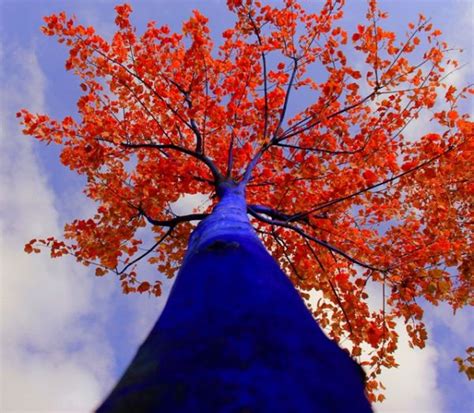 Blue Trees By Konstantin Dimopoulos Blue Tree Tree Painting Tree Art