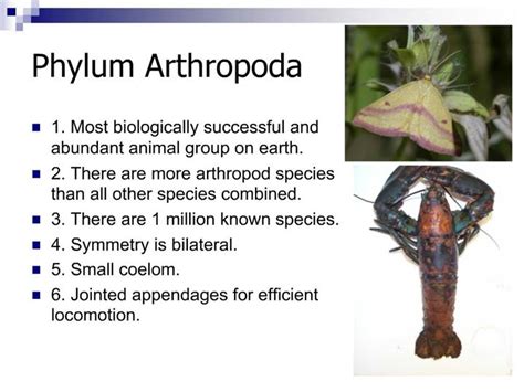 Ppt Phylum Arthropoda Powerpoint Presentation Free Download Id844441