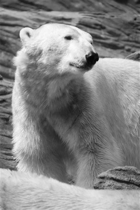 Polar Bear Free Stock Photo Public Domain Pictures