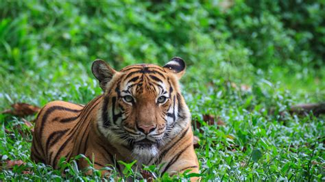 Wildlife In Malaysia And Where To Find Them Malaysia Travel Blog
