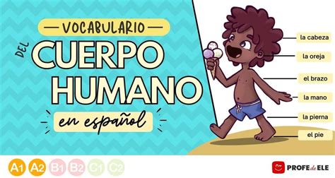 Vocabulario Del Cuerpo Humano En Español Profedeele