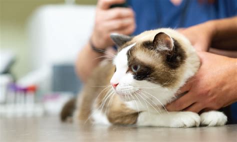 Lymphoma In Cats Signs Treatments And Prognosis Ethos Veterinary Health