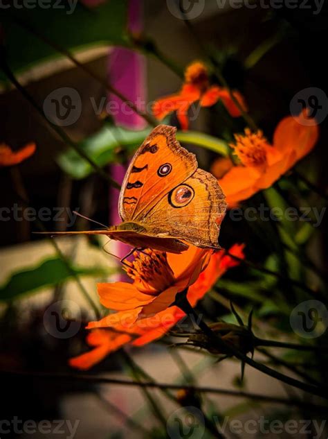 Butterfly Sitting On Flower Selective Focus High Quality Photo