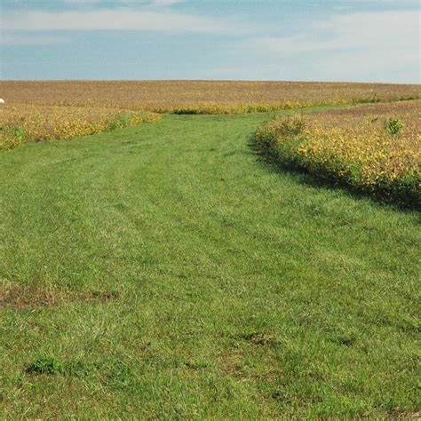 Permanent Pasture And Waterway Grass Seed Mix Albert Lea Seed